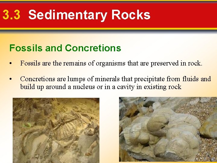 3. 3 Sedimentary Rocks Fossils and Concretions • Fossils are the remains of organisms