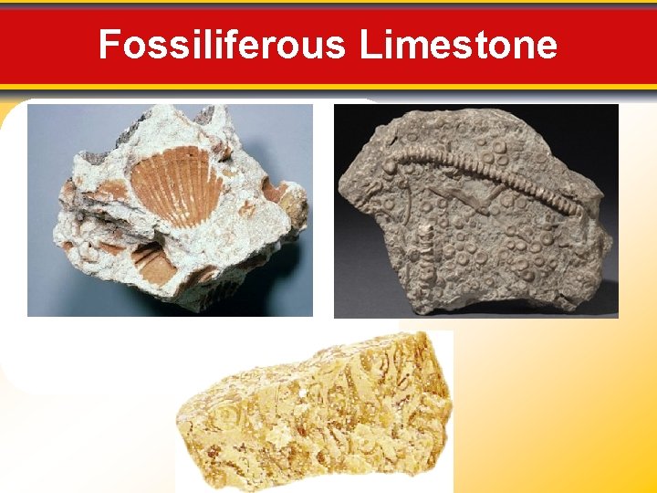 Fossiliferous Limestone 