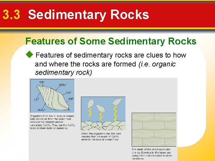 3. 3 Sedimentary Rocks Features of Some Sedimentary Rocks Features of sedimentary rocks are