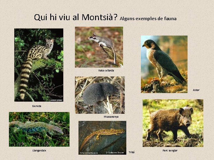 Qui hi viu al Montsià? Alguns exemples de fauna Rata cellarda Astor Geneta Mussaranya