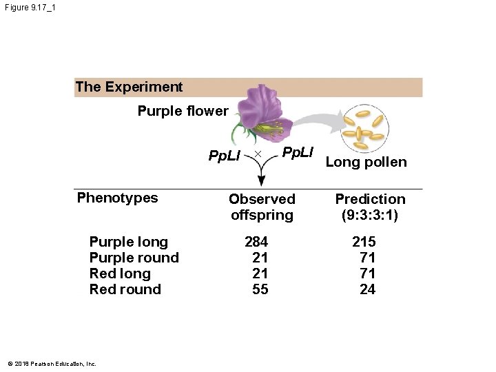 Figure 9. 17_1 The Experiment Purple flower Pp. Ll Phenotypes Purple long Purple round