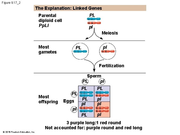 Figure 9. 17_2 The Explanation: Linked Genes PL Parental diploid cell Pp. Ll pl