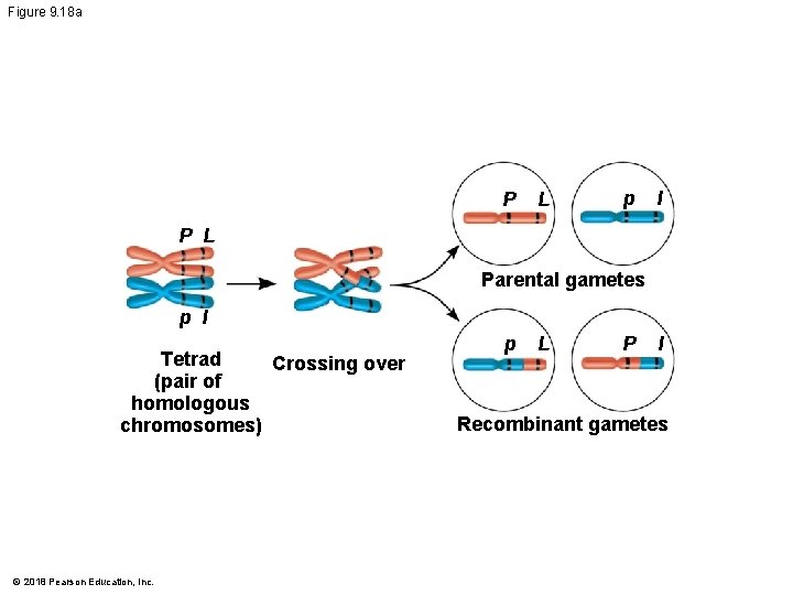 Figure 9. 18 a P L p l P L Parental gametes p l