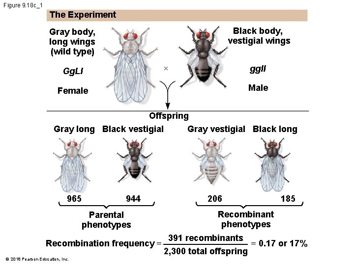 Figure 9. 18 c_1 The Experiment Black body, vestigial wings Gray body, long wings