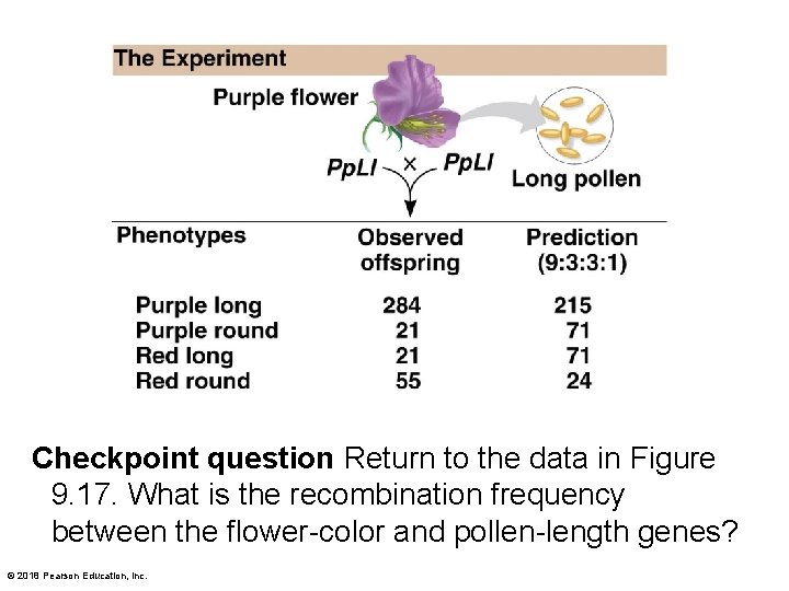 Checkpoint question Return to the data in Figure 9. 17. What is the recombination