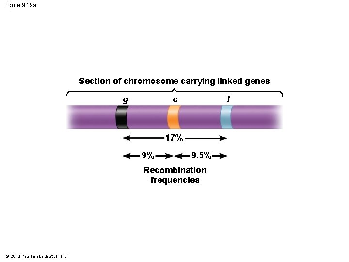 Figure 9. 19 a Section of chromosome carrying linked genes g c l 17%