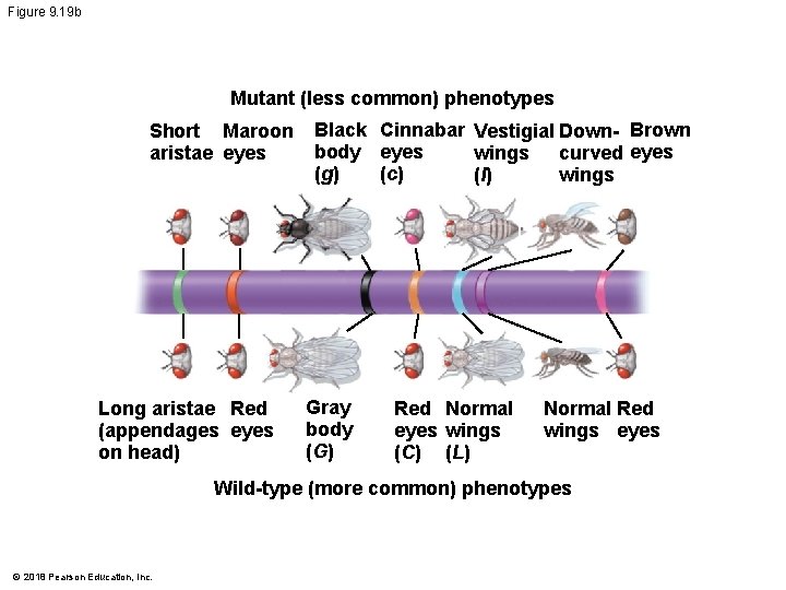 Figure 9. 19 b Mutant (less common) phenotypes Short Maroon aristae eyes Long aristae