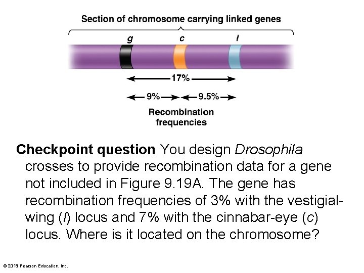 Checkpoint question You design Drosophila crosses to provide recombination data for a gene not