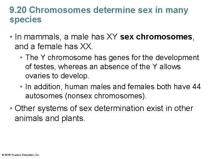 9. 20 Chromosomes determine sex in many species • In mammals, a male has