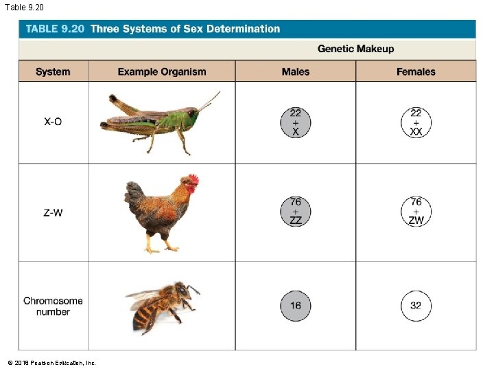 Table 9. 20 © 2018 Pearson Education, Inc. 