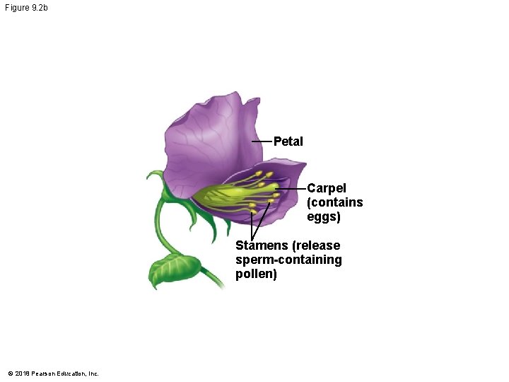 Figure 9. 2 b Petal Carpel (contains eggs) Stamens (release sperm-containing pollen) © 2018