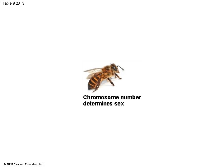 Table 9. 20_3 Chromosome number determines sex © 2018 Pearson Education, Inc. 