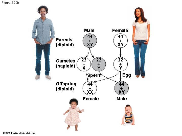 Figure 9. 20 b Parents (diploid) Gametes (haploid) Male 44 + XY 22 +