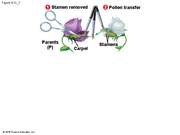 Figure 9. 2 c_1 1 Stamen removed Parents (P) © 2018 Pearson Education, Inc.