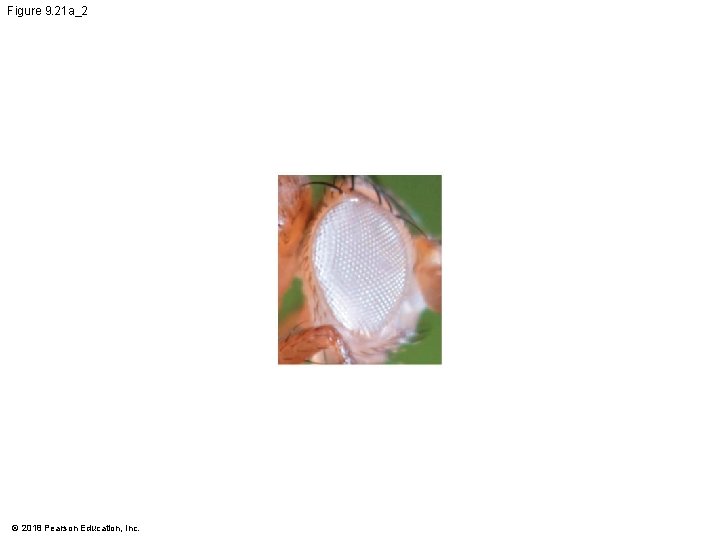 Figure 9. 21 a_2 © 2018 Pearson Education, Inc. 