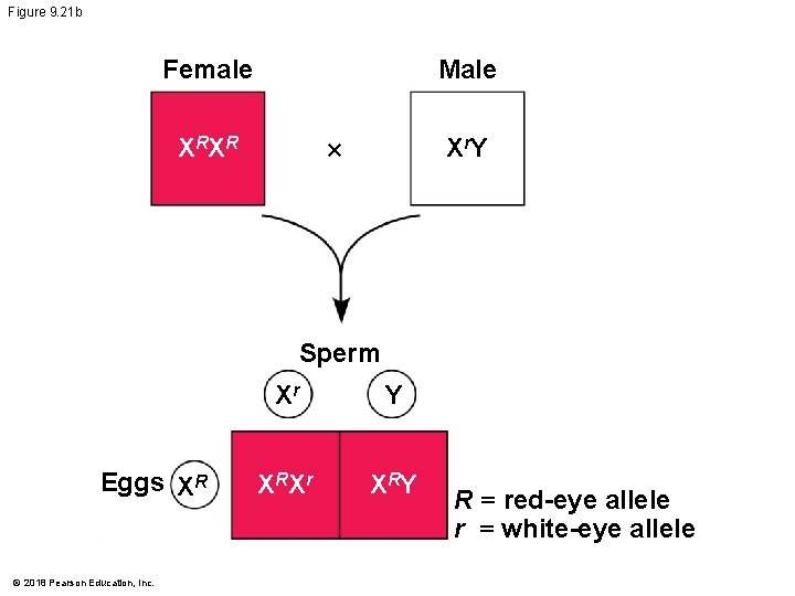 Figure 9. 21 b Female Male X RX R X r. Y × Sperm