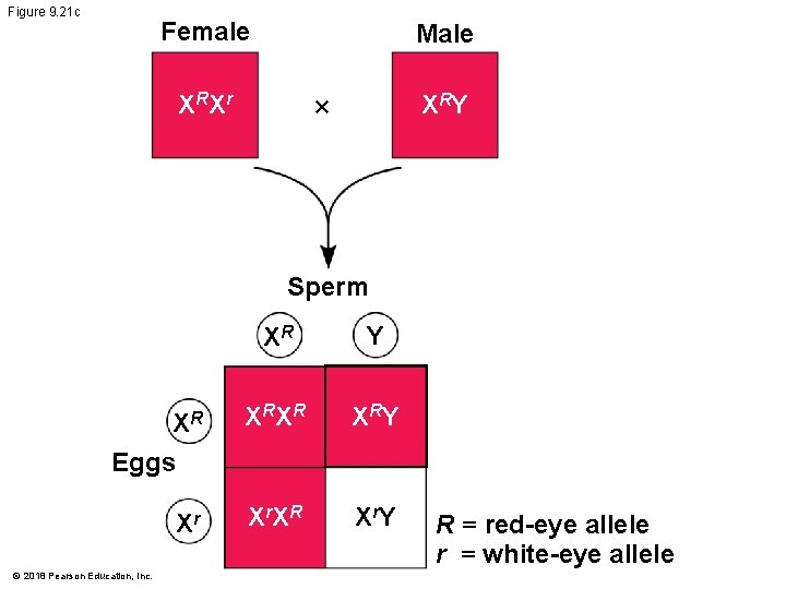 Figure 9. 21 c Female Male X RX r X RY × Sperm XR