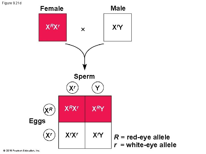 Figure 9. 21 d Female Male X RX r X r. Y × Sperm