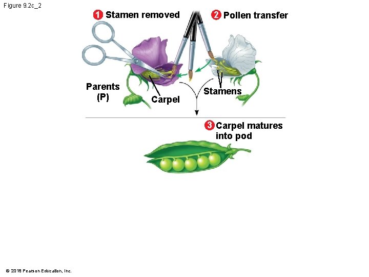 Figure 9. 2 c_2 1 Stamen removed Parents (P) Carpel 2 Pollen transfer Stamens