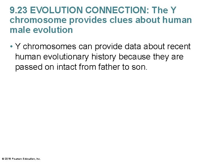 9. 23 EVOLUTION CONNECTION: The Y chromosome provides clues about human male evolution •