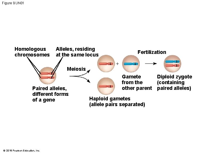 Figure 9. UN 01 Homologous chromosomes Alleles, residing at the same locus Meiosis Paired