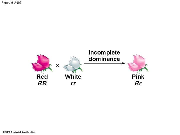 Figure 9. UN 02 Incomplete dominance × Red RR © 2018 Pearson Education, Inc.