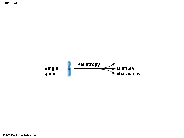Figure 9. UN 03 Single gene © 2018 Pearson Education, Inc. Pleiotropy Multiple characters