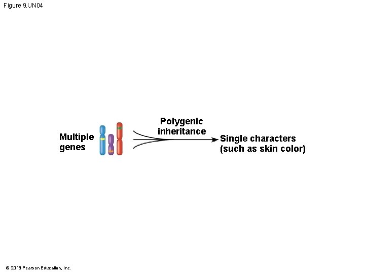 Figure 9. UN 04 Multiple genes © 2018 Pearson Education, Inc. Polygenic inheritance Single