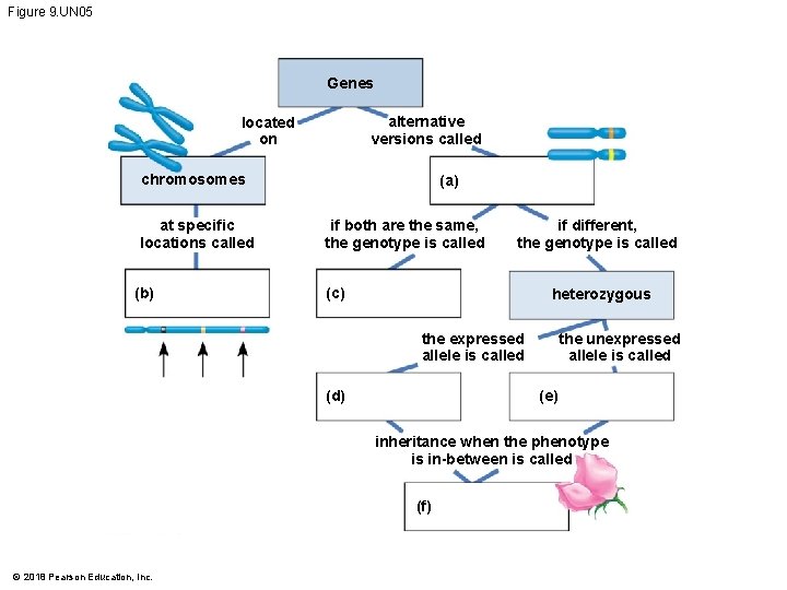 Figure 9. UN 05 Genes alternative versions called located on chromosomes at specific locations