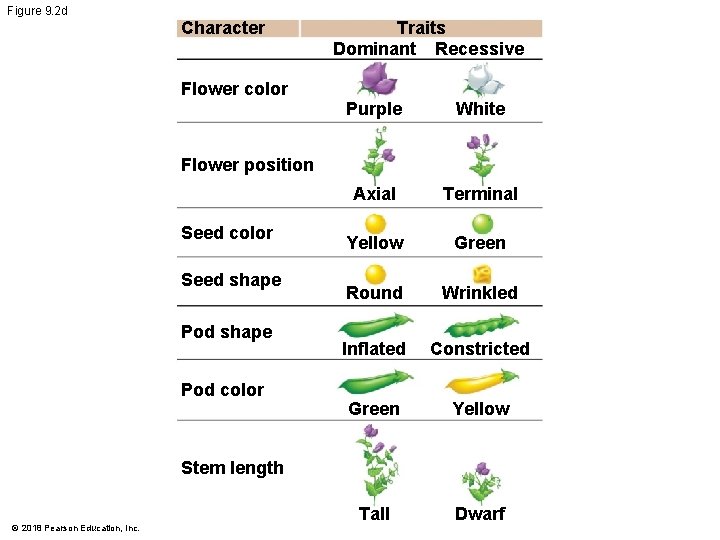 Figure 9. 2 d Character Flower color Traits Dominant Recessive Purple White Axial Terminal