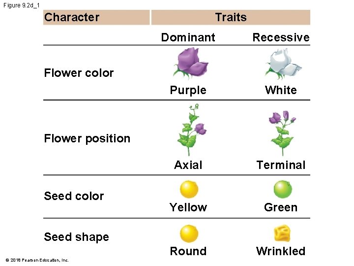 Figure 9. 2 d_1 Traits Character Dominant Recessive Purple White Axial Terminal Yellow Green