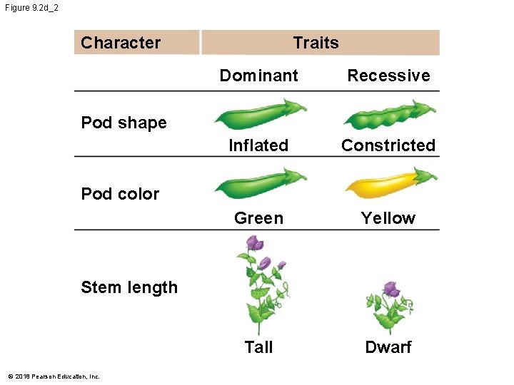 Figure 9. 2 d_2 Character Traits Dominant Recessive Inflated Constricted Green Yellow Tall Dwarf