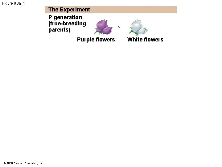 Figure 9. 3 a_1 The Experiment P generation (true-breeding parents) Purple flowers © 2018