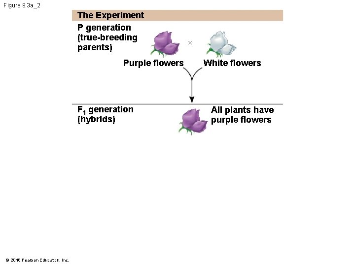 Figure 9. 3 a_2 The Experiment P generation (true-breeding parents) Purple flowers F 1