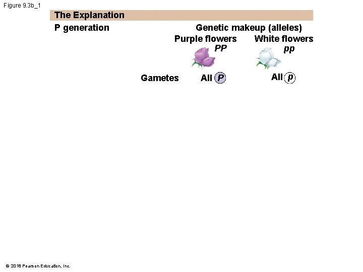Figure 9. 3 b_1 The Explanation P generation Genetic makeup (alleles) Purple flowers White