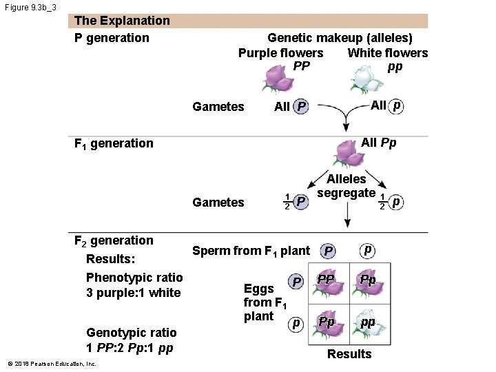 Figure 9. 3 b_3 The Explanation P generation Genetic makeup (alleles) Purple flowers White