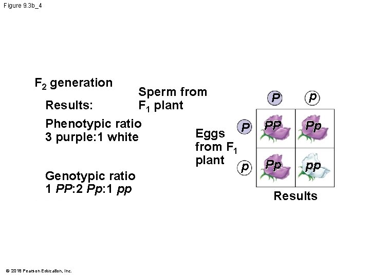 Figure 9. 3 b_4 F 2 generation Sperm from F 1 plant Results: Phenotypic