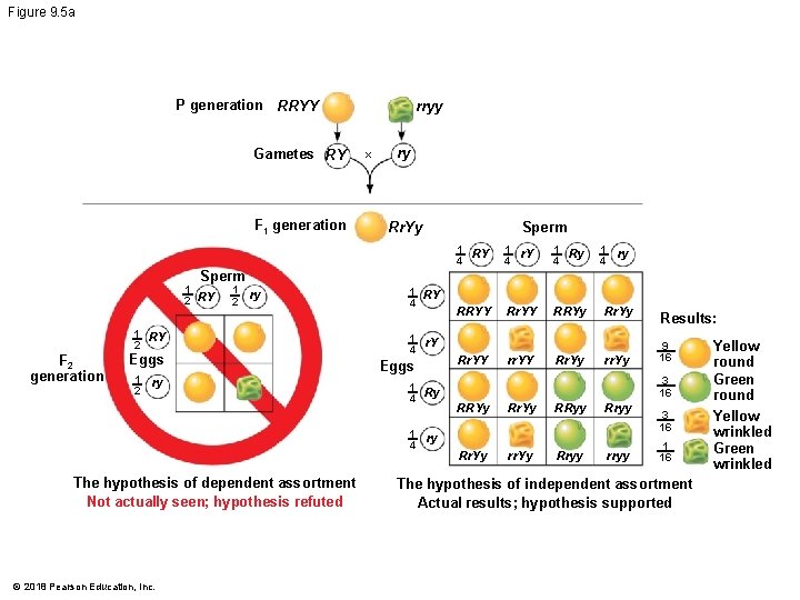 Figure 9. 5 a P generation RRYY Gametes RY F 1 generation rryy ×