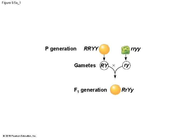 Figure 9. 5 a_1 P generation Gametes RY × F 1 generation © 2018