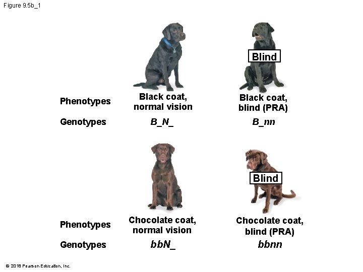 Figure 9. 5 b_1 Blind Phenotypes Black coat, normal vision Black coat, blind (PRA)