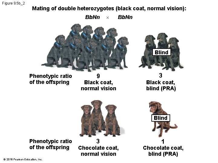 Figure 9. 5 b_2 Mating of double heterozygotes (black coat, normal vision): Bb. Nn