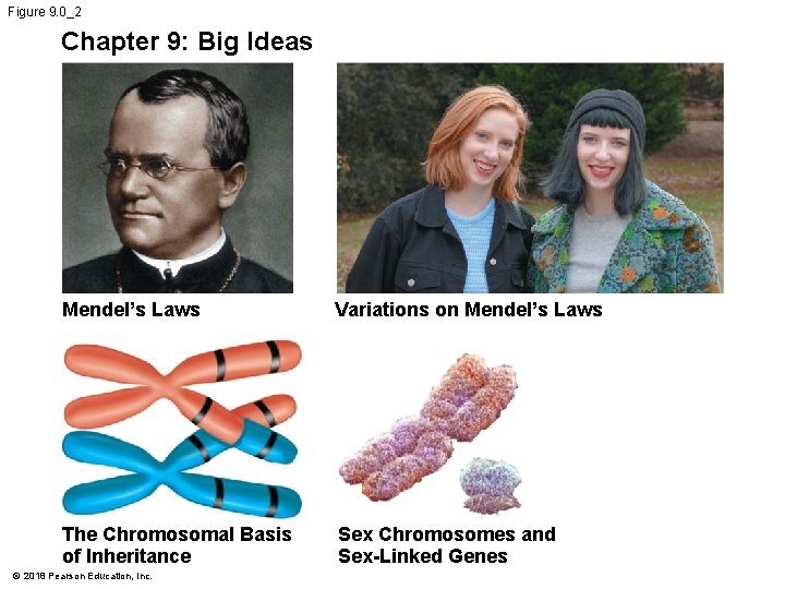 Figure 9. 0_2 Chapter 9: Big Ideas Mendel’s Laws Variations on Mendel’s Laws The