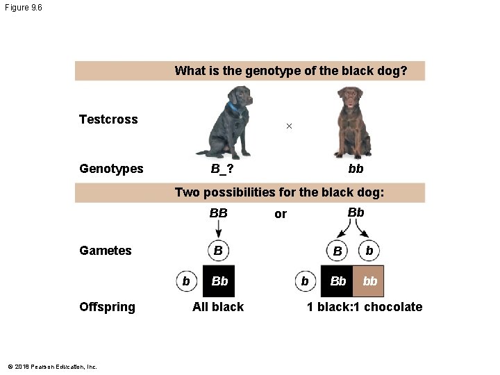 Figure 9. 6 What is the genotype of the black dog? Testcross × Genotypes