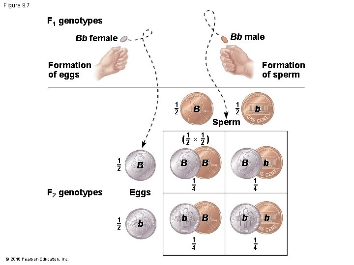 Figure 9. 7 F 1 genotypes Bb male Bb female Formation of eggs Formation