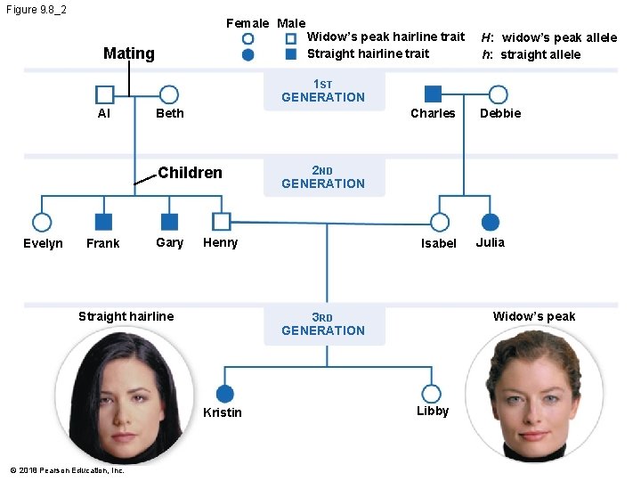 Figure 9. 8_2 Female Mating Widow’s peak hairline trait Straight hairline trait H: widow’s