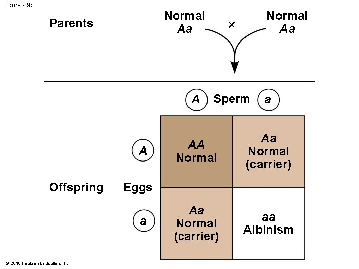 Figure 9. 9 b Normal Aa Parents A A Offspring × Sperm a AA