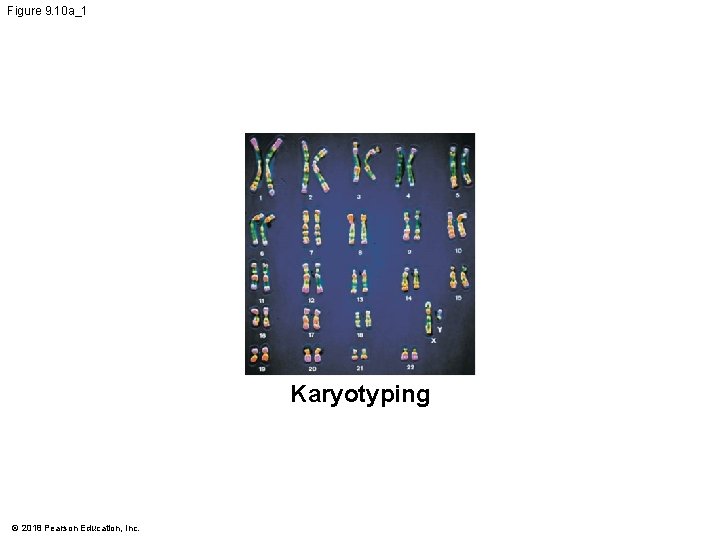 Figure 9. 10 a_1 Karyotyping © 2018 Pearson Education, Inc. 