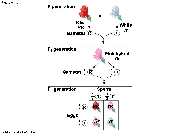 Figure 9. 11 a P generation × Red RR Gametes R r F 1