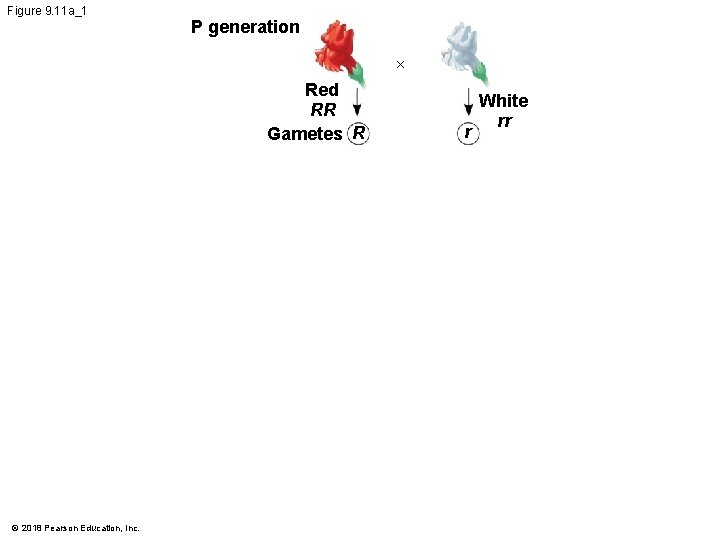 Figure 9. 11 a_1 P generation × Red RR Gametes R © 2018 Pearson