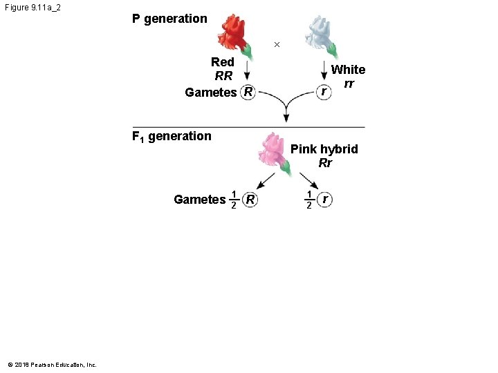 Figure 9. 11 a_2 P generation × Red RR Gametes R F 1 generation